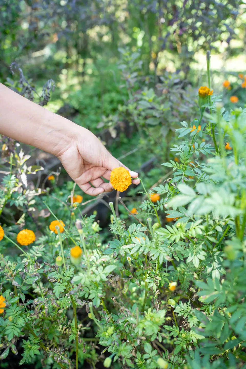 Gathering marigold flowers by hand in the garden
