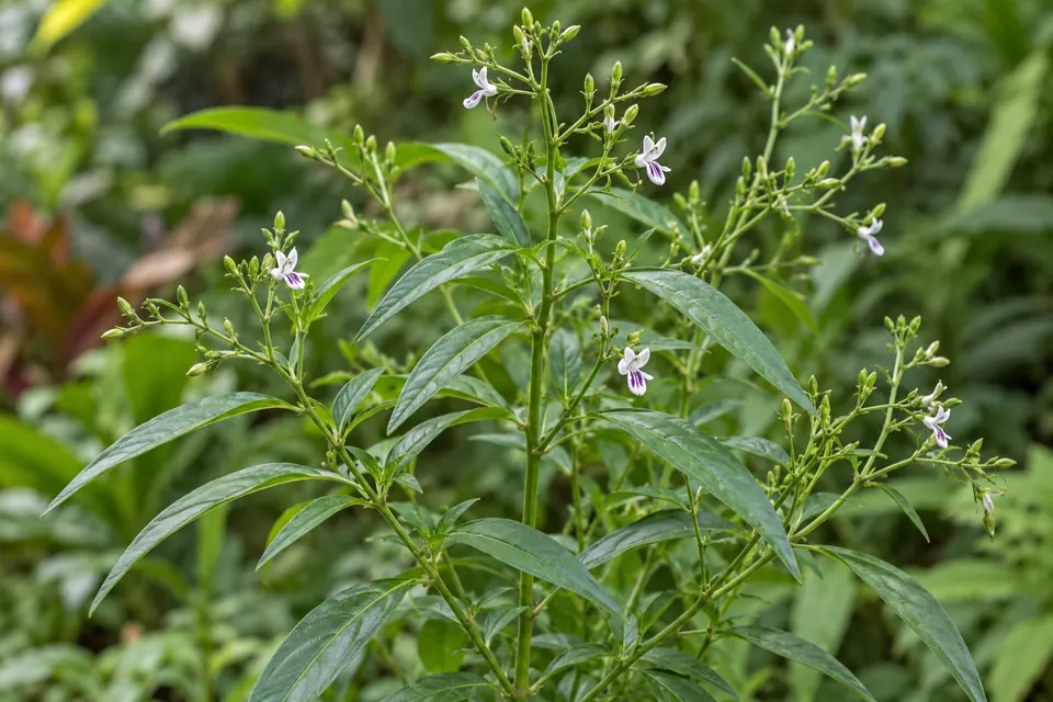 AI botanical illustration of Kalamegha (Andrographis paniculata)
